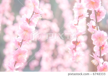 梅花梅花早春春梅紅梅花梅花盛開梅花園 梅花梅花早春春梅紅梅花梅花盛開梅花園 6748333