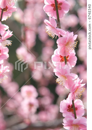 Plum tree flower plum blossom early spring spring red plum blossoms plum blossoms bloom plum garden Plum tree flower plum blossom early spring spring red plum blossoms plum blossoms bloom plum garden 6748340