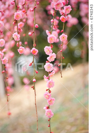 梅花梅花早春春梅紅梅花梅花盛開梅花園 梅花梅花早春春梅紅梅花梅花盛開梅花園 6748343