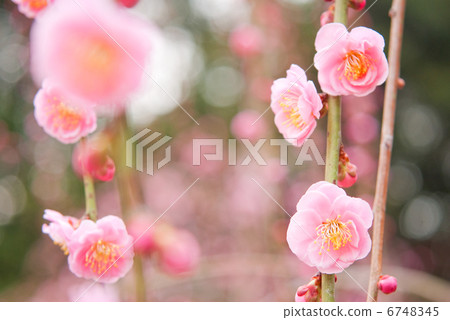 Plum tree flower plum blossom early spring spring red plum blossoms plum blossoms bloom plum garden 6748345