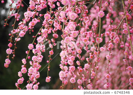 Plum tree flower plum blossom early spring spring red plum blossoms plum blossoms bloom plum garden Plum tree flower plum blossom early spring spring red plum blossoms plum blossoms bloom plum garden 6748346