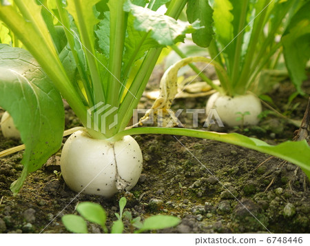 turnip 6748446