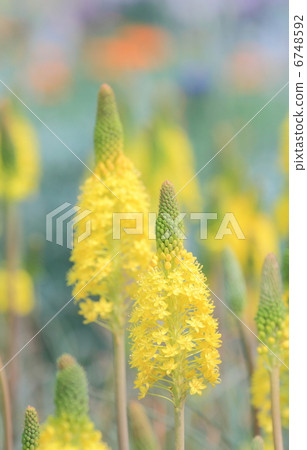 Burvinella · Floribunda 6748592