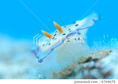 Otimoe Umi Otimoe Umi 6748679