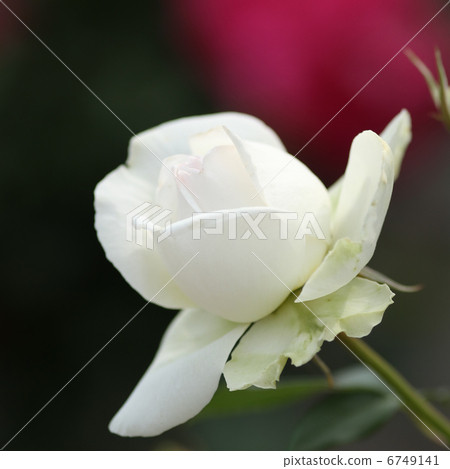 Bolero Bolero 6749141