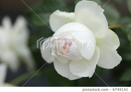 Bolero Bolero 6749142