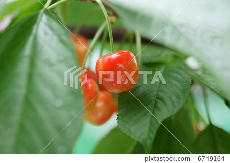 Cherry rainier Cherry rainier 6749164
