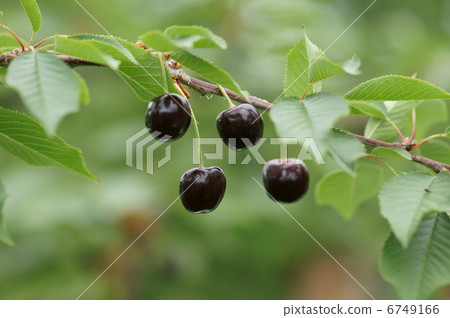 櫻桃早上沙耶香 櫻桃早上沙耶香 6749166