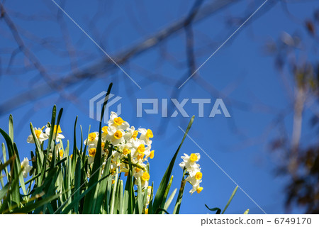 Narcissus 6749170