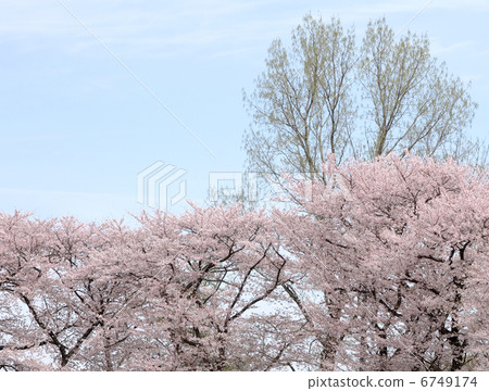 櫻花 6749174