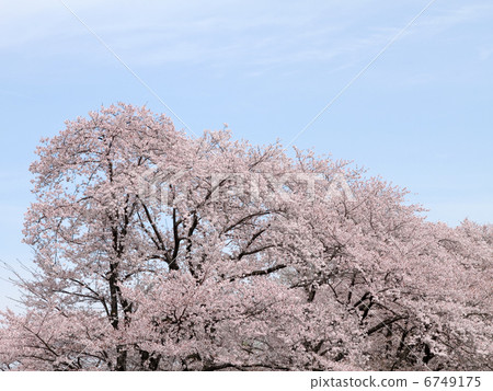 櫻花 6749175
