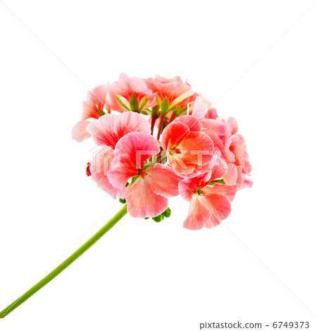 Pink geranium 6749373