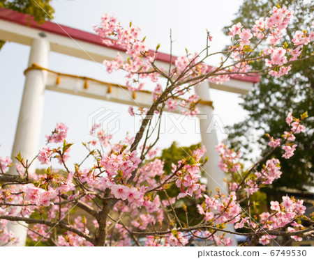Kamakura Palace plum 6749530