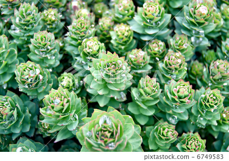 Rhodiola rosea texture Rhodiola rosea texture 6749583