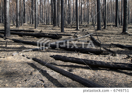Burnt forest Burnt forest 6749751