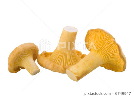 chanterelle mushrooms chanterelle mushrooms 6749947