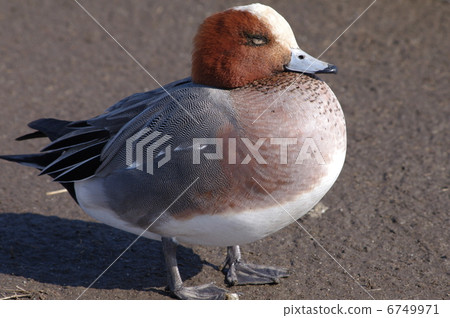 Hydriamous男性 6749971