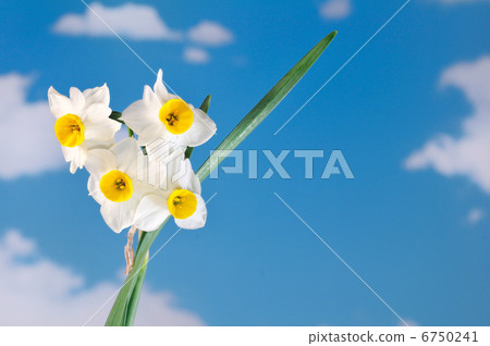 Blue sky and daffodil 6750241