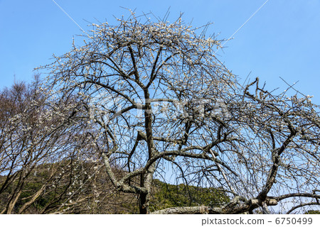 Dangling plum Dangling plum 6750499