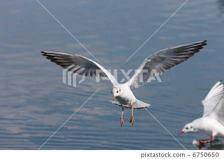 seagull seagull 6750650