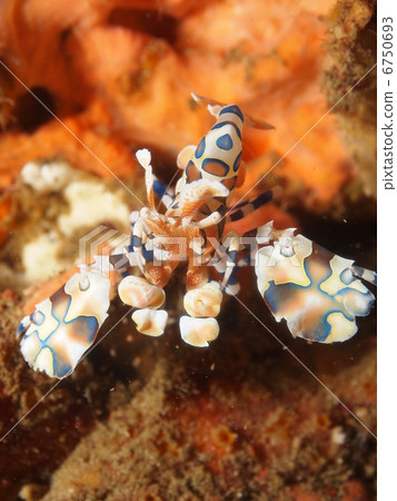 Horse deep-fried 6750693