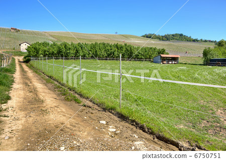 Rural road along green pasture in Italy. 6750751