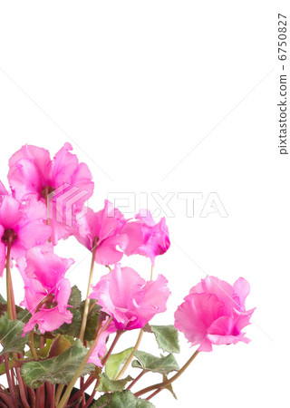 盆栽植物仙客來花 盆栽植物仙客來花 6750827