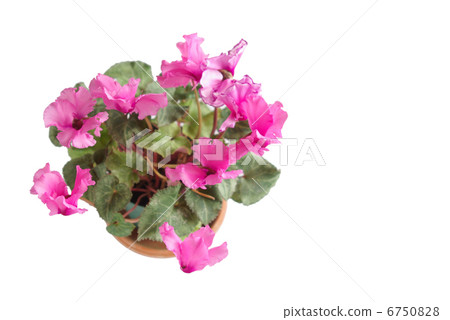 盆栽植物仙客來花 6750828