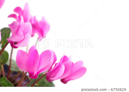 仙客來鮮花 6750829