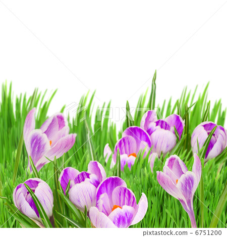 spring crocuses 6751200