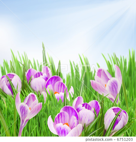 spring crocuses spring crocuses 6751203