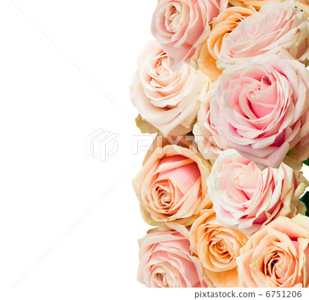 roses border on white 6751206