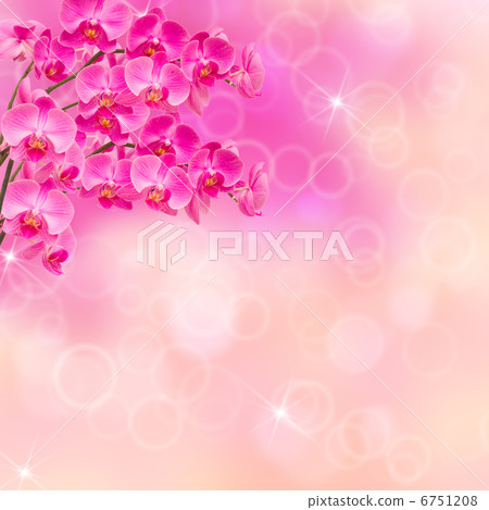 pink orchid branches pink orchid branches 6751208