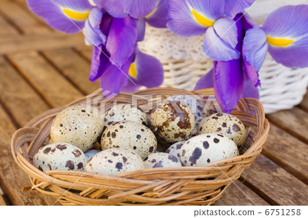 quail eggs and irises quail eggs and irises 6751258