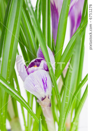 purple crocus close up purple crocus close up 6751276
