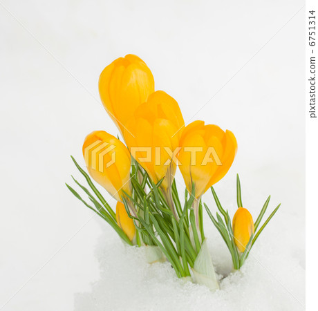 yellow crocuses in snow 6751314