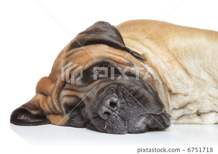 English mastiff dog sleep English mastiff dog sleep 6751718