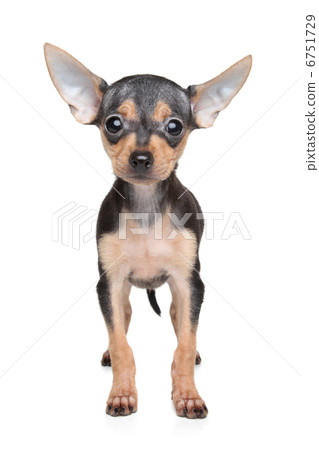 Russian Toy Terrier puppy. Shallow DOF 6751729