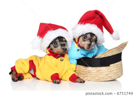 Toy terrier puppies in Christmas hats Toy terrier puppies in Christmas hats 6751749