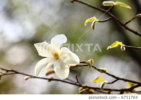 Kobushi花 Kobushi花 6751764