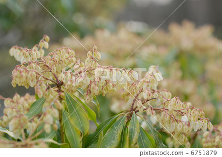 阿塞比花 6751879