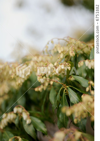 Acebi flower 6751882