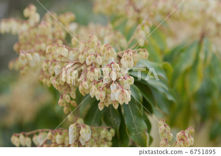 阿塞比花 6751895