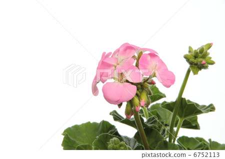 天竺葵的蘋果2000系列 6752113