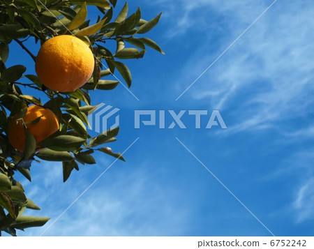 Summertime orange 6752242