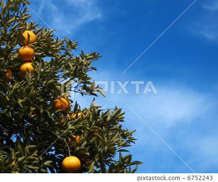 Summertime orange Summertime orange 6752243