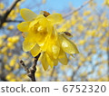 生心蠟梅（Sosin ryubai） 6752320