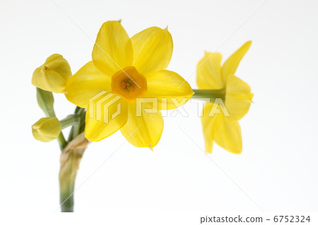 Yellow Narcissus Grand Sole d'Or Yellow Narcissus Grand Sole d'Or 6752324