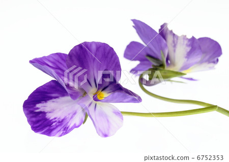 Violet with a blooming bloom Violet with a blooming bloom 6752353