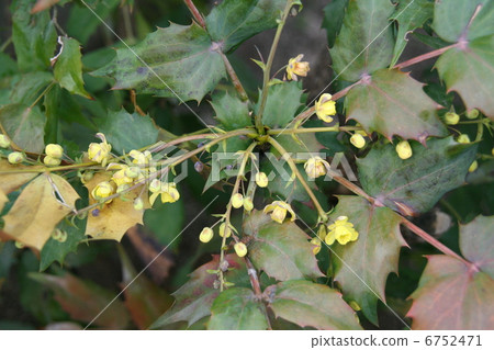 Hiragi南部的花朵 Hiragi南部的花朵 6752471